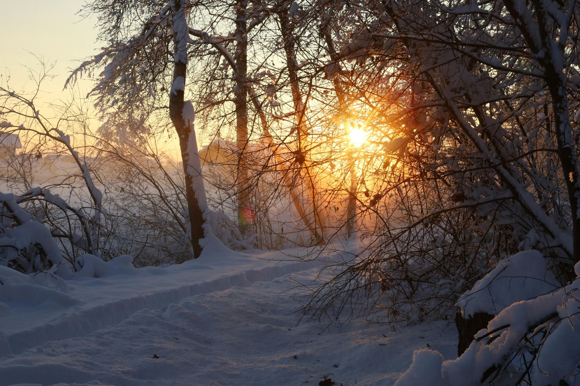 Winter sunrise in the trees